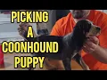How to pick a Coonhound on what to look for