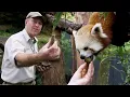 What do Red Pandas Eat Making Red Panda Bars at Taronga Zoo