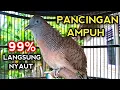 Download Lagu PANCINGAN PERKUTUT BANGKOK AGAR BUNYI 99% NYAUT DENGAR PERKUTUT BANGKOK GACOR INI