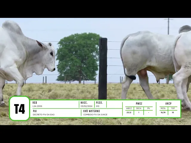 4 Touros Nelore P.O.