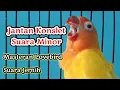 Download Lagu Masteran Lovebird jantan konslet suara minor