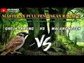 Download Lagu Masteran Kombinasi GREJA TARUNG VS WALANG KECEK Jernih Durasi Panjang Tembakan Rapat!!!