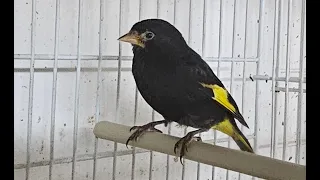 Download Siskin mutations and much more MP3