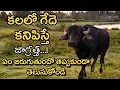 Download Lagu Kalalo Buffalo Kanipisthe | Kalalu Vati Phalithalu | Laxmi Devotional