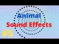 Lagu Top 5 animal sound effects ||video||movie | Top 5 hiệu ứng tiếng kêu động vật #5