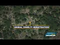 30 animals rescued in possible dogfighting ring in Gastonia