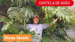 Costela de Adão gigante, como cuidar  (Monstera deliciosa)