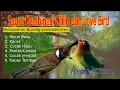 Download Lagu Kombinasi CIlilin dan Lovebird serta gemericik air agar burung lebih tenang