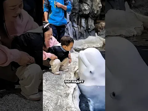 Белухи умнее, чем вы думаете! 🤯