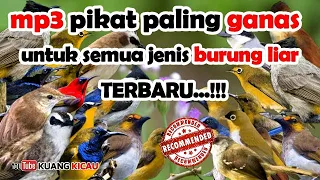 Download suara pikat burung kecil paling ampuh update 22-03-2023 MP3