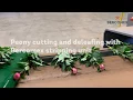 Bercomex Peony cutting and leaf stripping