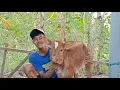 Download Lagu SINTA anak dari si \