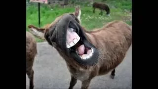 Funny Donkey Sounds HD 