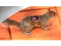 Lagu Squirrel Bot Fly Parasite - Mini Documentary