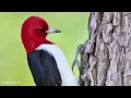 Download Lagu Suara Pelatuk Kepala Merah! Suara dan Nyanyian Pelatuk Kepala Merah! Nyanyian Burung Alami
