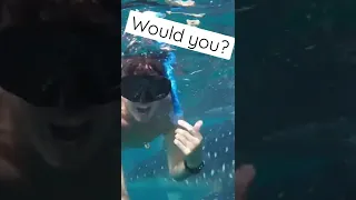 Swimming with Whale Sharks. #shorts