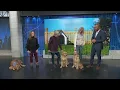 Adopt-A-Pet As Good as Gold - Golden Retriever Rescue of Illinois