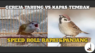 masteran gereja tarung vs kapas tembak speed rapat suara jernih