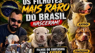 Nasceram os filhotes raríssimo 
