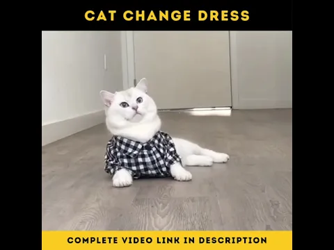 Download MP3 Cat Changing Dress 😻🐈