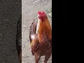 Download Lagu Gold. #chicken #backyardbreeding #ayam #rooster