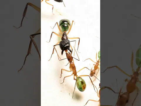 ¿Cuanto vale la vida para una hormiga? #shorts #viral