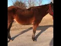 15yr old bay ranch mare