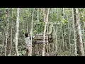 Lagu Renovasi tempat perlindungan di tengah hutan//SOLO CAMPING
