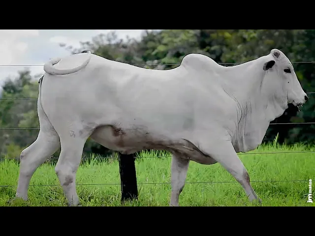 Novilha Nelore GNRN - 25