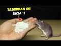 Download Lagu Ternyata cukup taburkan ini, tikus langsung pergi selamanya !!