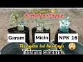 Download Lagu waow !! Mengejutkan perbedaan Pupuk micin dan garam untuk tanaman cabe