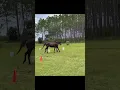 Ava Sugar complete an obstacle course