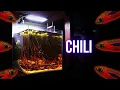 Tiny CHILI RASBORA explore their new home in this NANO AQUARIUM EP2 BLACKWATER CUBE