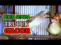 Download Lagu trucukan betina gacor, Trucuka gacor meloloh anakan,Pancingan trucukan macet bunyi