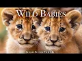 Download Lagu Wild Babies 4K - Amazing World Of Young Animals | Baby Animals | Scenic Relaxation Film