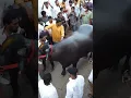 Download Lagu laddu anna commando bull.. #ladduyadav #sadar #saddar #hyderabad #narayanguda