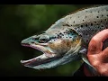 10lb Brown Trout Pieman River Tasmania