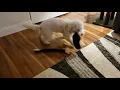 scotty playing inside on a rainy day
