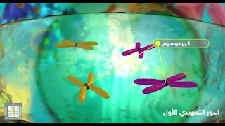 انقسام الخلية الانقسام الاختزالي علم الاحياء فديو تفاعلي 