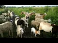 Download Lagu Suara domba - domba di padang rumput #dombalucu