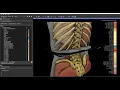 Automatic whole-body CT segmentation in 2 minutes using 3D Slicer and TotalSegmentator