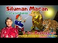Lagu DERR BAGONG LUCU WAYANGKULIT FULL DALANG KI SENO NUGROHO #bagonglucu #bagongnggleleng #wayangkulit