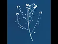Hanami