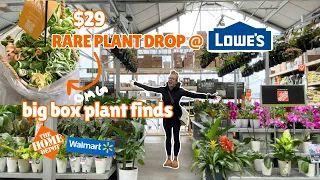 Lowe s got NEW rare plants 29 big box plant finds fails