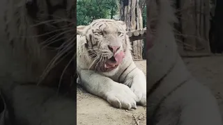 شاهد فم النمر الأبيض 