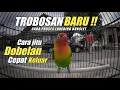 Lagu TROBOSAN BARU !! MENGELUARKAN DOBELAN LOVEBIRD JANTAN - COBA LAKUKAN CARA INI - ANDRI BEJO BF