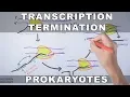 Transcription Termination in Prokaryotes