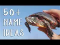 50 Turtle Name Ideas That I Love what to name pet turtle