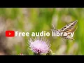 Download Lagu Flying High   Declan DP Audio Library Release Free Copyright safe Music