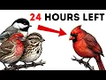The Bird Behavior That Predicts Death 24 Hours Before It Happens